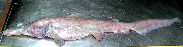 Mitsukurina owstoni _001.jpg